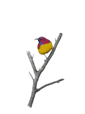 Isabelle du Toit, Mrs Gould Sunbird, 2025