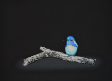 Isabelle du Toit, Blue Costa&#039;s Hummingbird, 2020