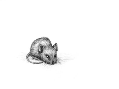 Isabelle du Toit, Mouse, 2014