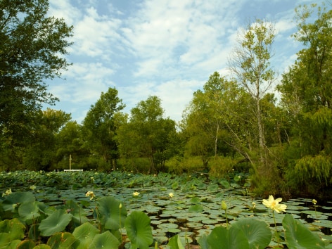 Alan Govenar, Lotus pond, Ferris, August 5, 2020, 2024