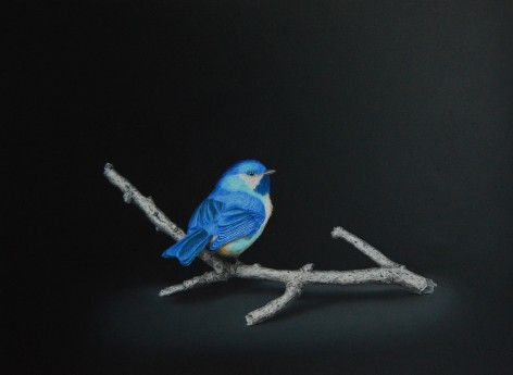 Isabelle du Toit, Blue Boreal Chickadee, 2020
