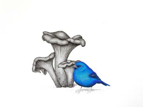 Isabelle du Toit, Indigo Bunting with Chanterelle, 2025