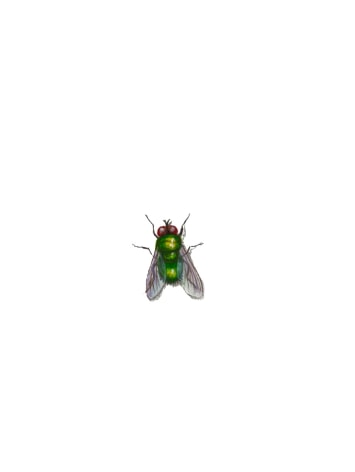 Isabelle du Toit, Fly, 2025