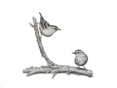 Isabelle du Toit, Black and White Warblers, 2025