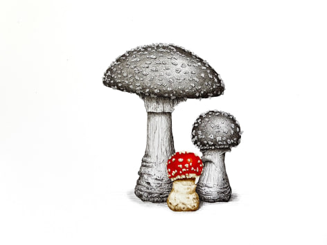 Isabelle du Toit, Amanitas, 2025