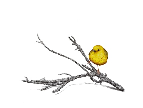 Isabelle du Toit, Yellow Warbler, 2025