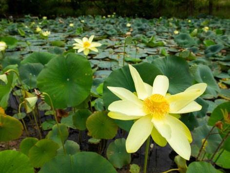 Alan Govenar, Lotus pond, Ferris, August 5, 2020, 2024