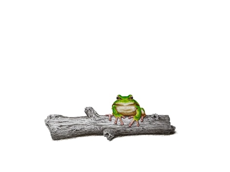 Isabelle du Toit, Tree Frog on Branch, 2025