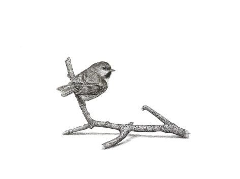 Isabelle du Toit, Boreal Chickadee, 2025