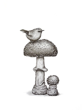 Isabelle du Toit, Kinglet in Amanita, 2025