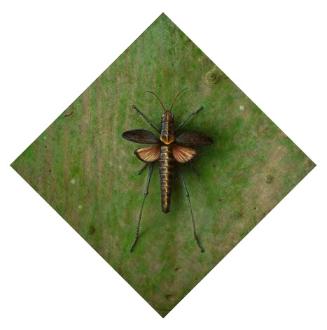Wade Schuman, Insect, 2014, oil on linen on panel, 12 1/2 x 15 1/2 inches