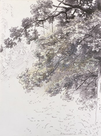 Oleg Vassiliev, Oak Tree, 1987, pen and colored pencil on paper, 9 3/8 x 12 1/2 inches