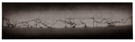 anthony mitri, Grapevine, Bundysburg, 2017, charcoal on paper, 7 1/2 x 26 1/2 inches