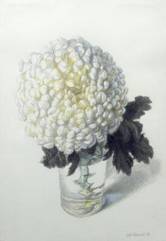 Bill Vuksanovich, Single Mum in Vase, 1993, pencil and colored pencil on paper, 19 3/4 x 13 1/2 inches