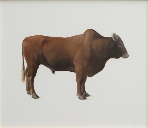 William Beckman, Brown Bull, 2015, oil on paper, 25 3/8 x 29 3/8 inches