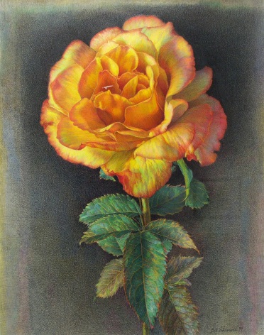Bill Vuksanovich, Summer Rose II, 1999, pencil and colored pencil on paper, 29 x 23 inches