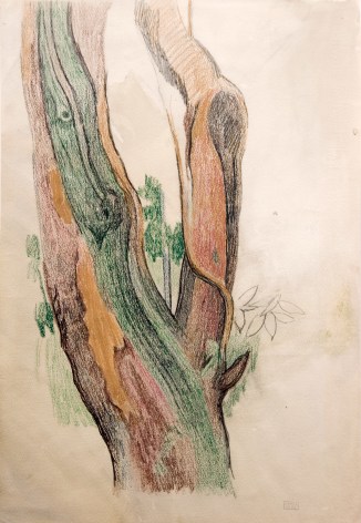 Joseph Stella, Trees, C.1924, crayon, colored pencil and wash on paper, 15 3/8 x 19 7/8 inches