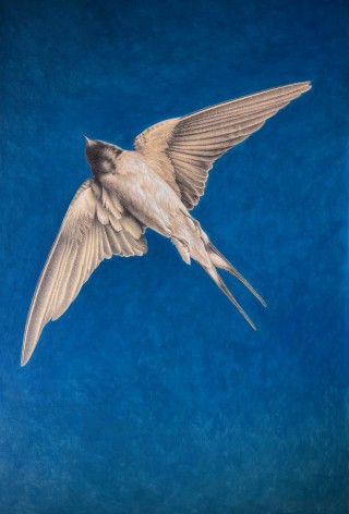 Wade Schuman Barn Swallow, 2024 acrylic and ball point pen on prepared paper on panel 60 x 40 inches