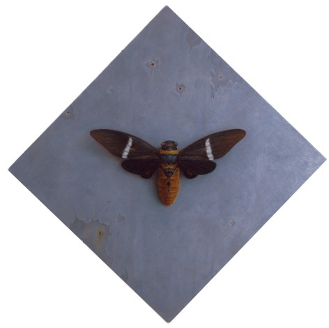 wade schuman, Insect (SOLD), 2006-2007, oil on linen laid on panel, 13 1/4 x 13 1/2 inches