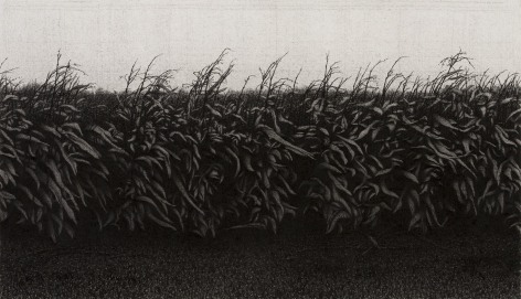 anthony mitri, Corn, Bundysburg, 2013, charcoal on paper, 9 1/4 x 16 inches