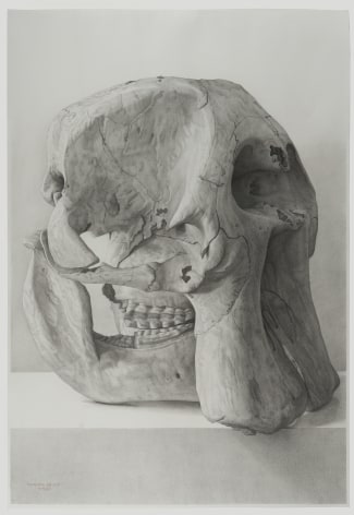Elephant Skull, 2006, pencil on paper, 43 1/4 x 29 1/2 inches