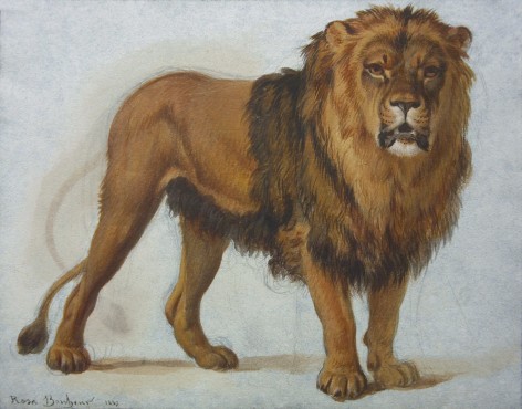 Rosa Bonheur, The Lion, 1847, watercolor on paper, 6 1/4 x 9 1/2 inches