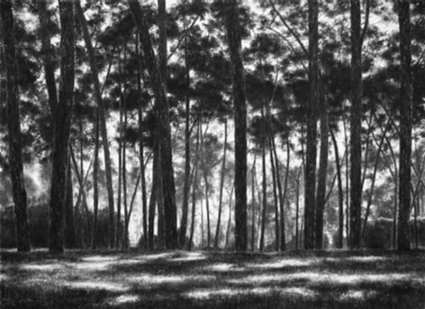 April Gornik, Light Through the Woods, 2007