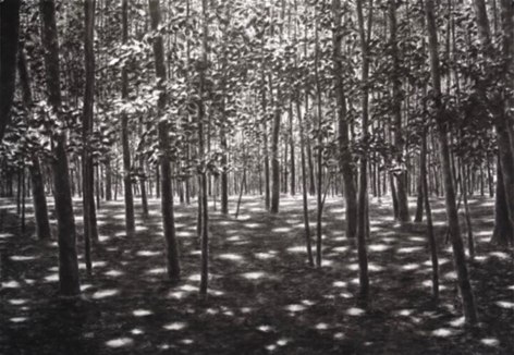 April Gornik, Light in the Woods, 2006