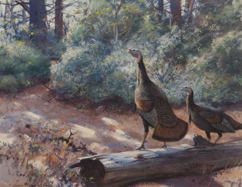 Image of sold painting by Aiden Lassell Ripley entitled &quot;Gobblers&quot; showing two wild turkeys near a fallen log in the woods.
