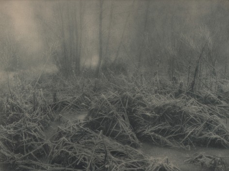 10. L&eacute;onard Misonne, Untitled, n.d. Frosted, snowy brush and grass in soft light. Gray/green-toned print.