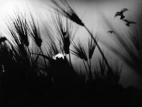 Mario Giacomelli, Spoon River, ​c. 1971&ndash;1973. Silhouettes of spiky plants growing upward. Three birds fly in the top right of the frame.