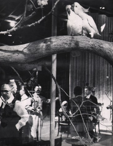 Sanford H. Roth, Movie Pet Lovemaking, ​c. 1958. Two white birds on a branch in the upper right of the frame. Various men fill the lower half of the frame.