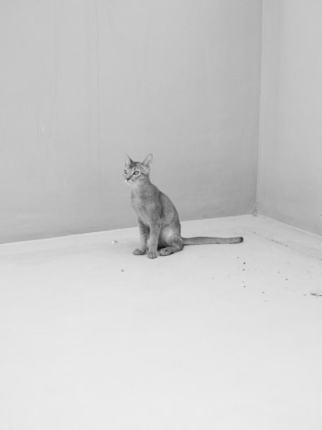 Heeseung Chung. Cat 1, 2016. Archival pigment print, 120 x 90 cm. Courtesy of the artist and PKM Gallery.