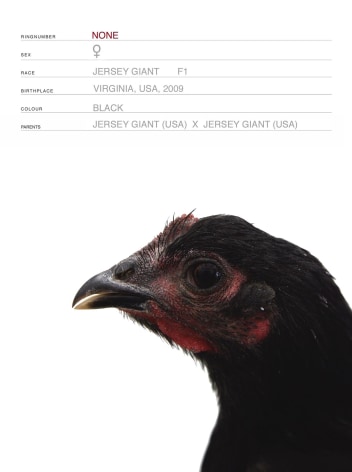 KOEN VANMECHELEN Mechelse Redcap x Jersey Giant (Cosmopolitan Chicken Project DC) (detail) 2009, 4 digital prints, 7.5 x 9.5 inches (each),
