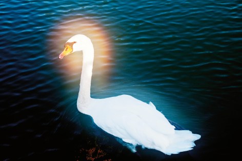 Swan on Lake Cassadaga. Lily Dale, NY (from Seance), 2010