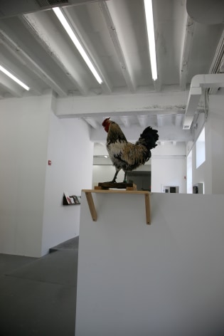 KOEN VANMECHELEN Cosmopolitan Chicken Project (DC) 2009. Installation view: Conner Contemporary Art.
