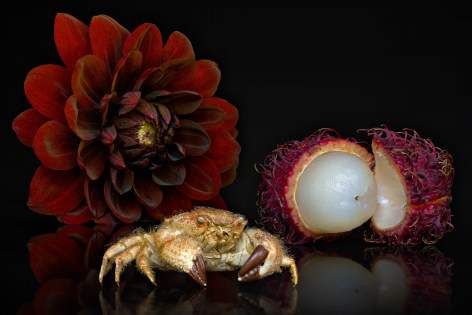 AGNIET SNOEP Still Life Series: Lychee Fruit 2013, c-print mounted on aluminum, 24 x 36 inches