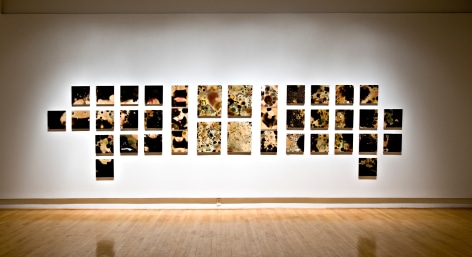 SELIN BALCI Contamination 2012, microbial growth on boards, dimensions variable