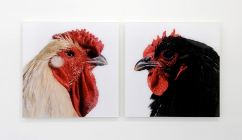 KOEN VANMECHELEN Mechelse Redcap X Jersey Giant (Cosmopolitan Chicken Project) 2007, lambdaprint, 24 x 24 inches (each)