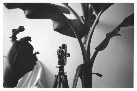 A black-and-white photograph of an analog film camera nestled among tall leaves, inside