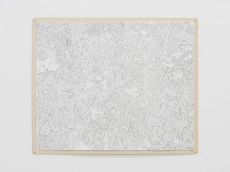 A faint drawing on paper of a field of tall grass. Some leaves and branches are very detailed, others are just silhouettes.