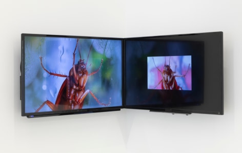 two flat panel monitors installed in a corner showing images of cockroaches up close