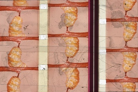 A single slide from Luther Price's video projection. There are three columns that each depict a yellow larvae, attached to a red fleshy area. There are also abstracted areas that show Luther has worked on the slide.