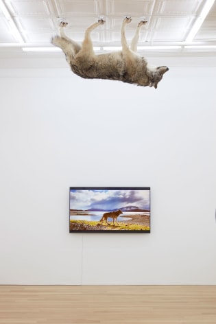 Infinite Weight, 2022, taxidermied wolf with monitor and video loop