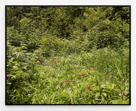 Pao Houa Her, untitled (poppy field in Minnesota), 2019