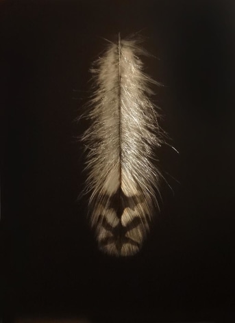 Grouse Feather I