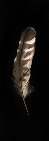 Mitchell Lonas Red Hawk Feather, 2021