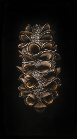 Banksia Seed Pod