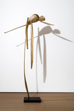 David Borgerding ADAVAR, 2017
