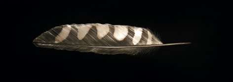 Mitchell Lonas Kestrel Feather, 2021
